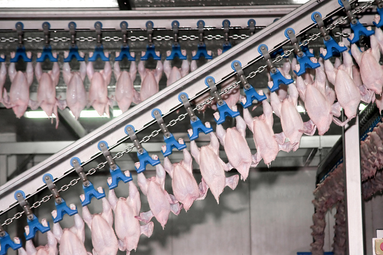 The largest poultry farms produced 4.64 million tons of broiler meat 