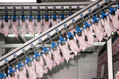 The largest poultry farms produced 4.64 million tons of broiler meat 