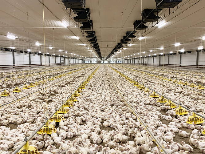 10 largest companies produced 58% of broiler meat in the country