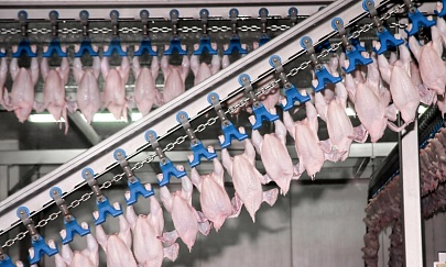  The largest poultry farms produced 4.64 million tons of broiler meat 