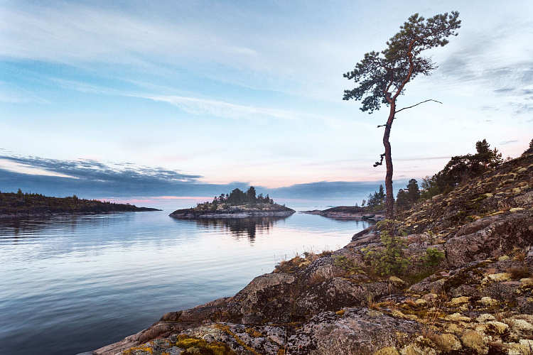Release of underyearlings to Ladoga Lake
