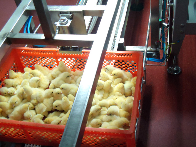 The Leningrad region continues to provide the entire region with food