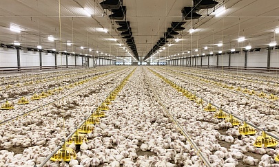  10 largest companies produced 58% of broiler meat in the country